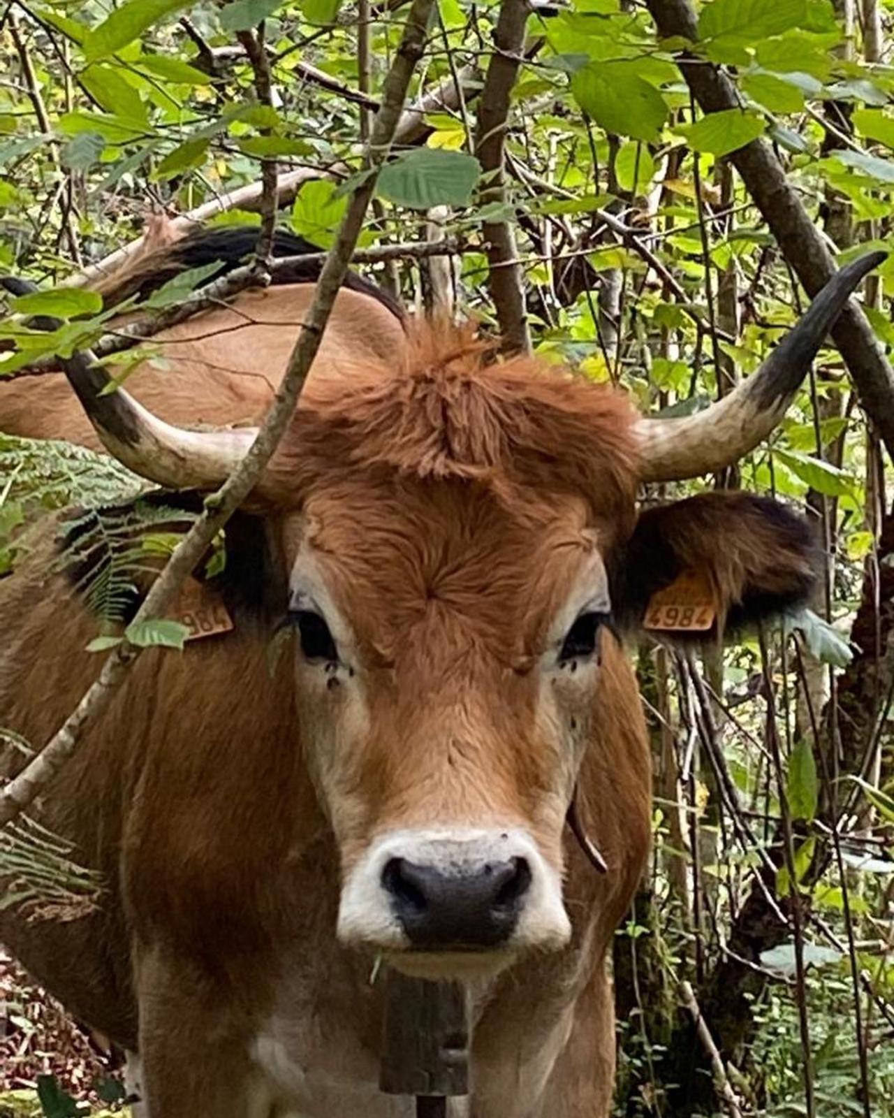 Casa Rural Espinareu La Villa Kültér fotó